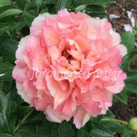 Pivoine "Danse du Feu"