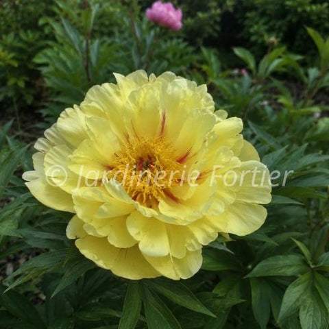 Pivoine "Mock orange jaune"