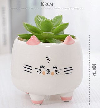 Pot de succulente à motif de chat