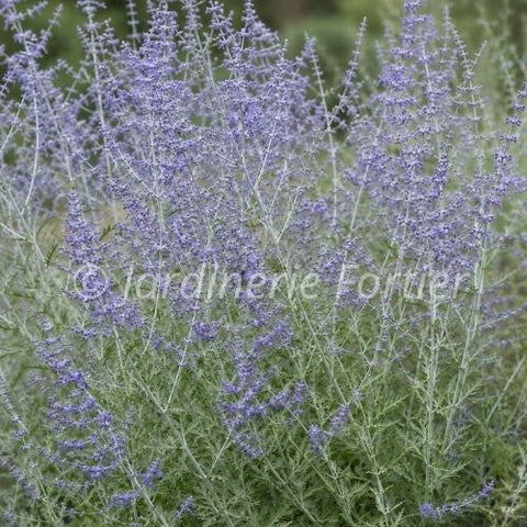 Perovskia "Atriplicifolia"