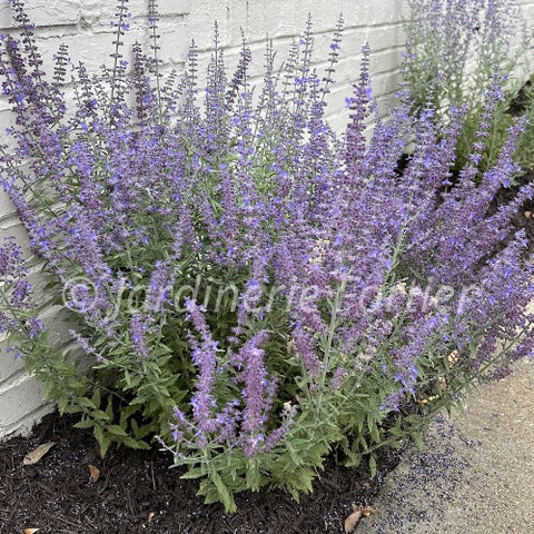 Perovskia "Silver Scepter"