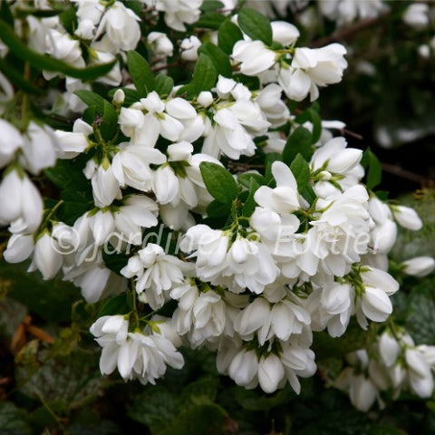 Philadelphus "Snowbelle"