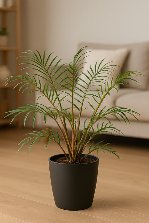 Plante d'intérieur " Philodendron Tortum"