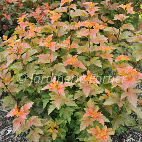Physocarpus "Amber Jubilee"