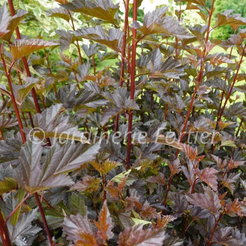 Physocarpus "Ginger Wine"