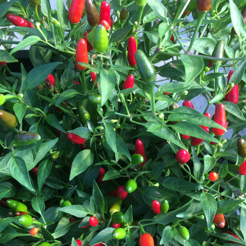 Plant de piment 'Thai Hot' – Écoumène