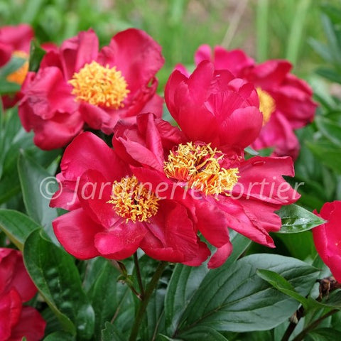 Pivoine "Scarlet O'Hara"