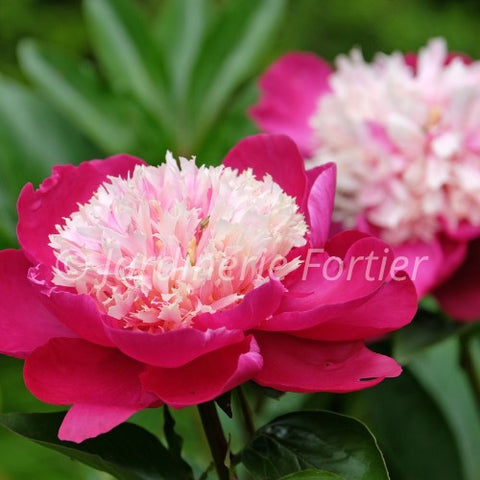 Pivoine "White Cap"