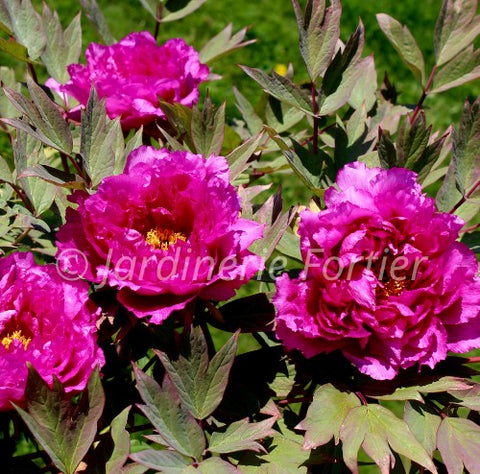 Pivoine lactiflora "Inspecteur Lavergne"