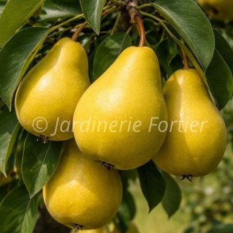 Poirier "Early Golden"