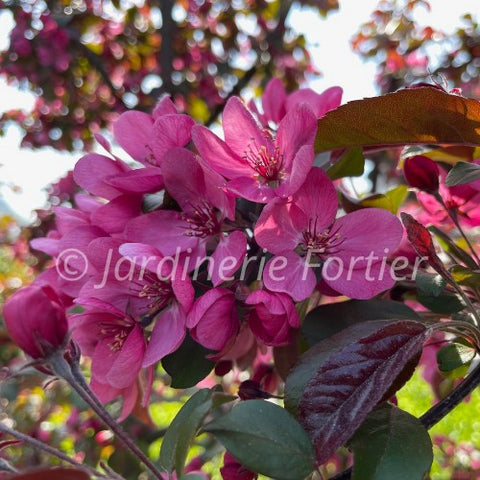 Pommetier "Red Baron"