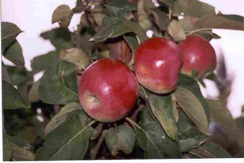 Pommier colonnaire "McExcel"