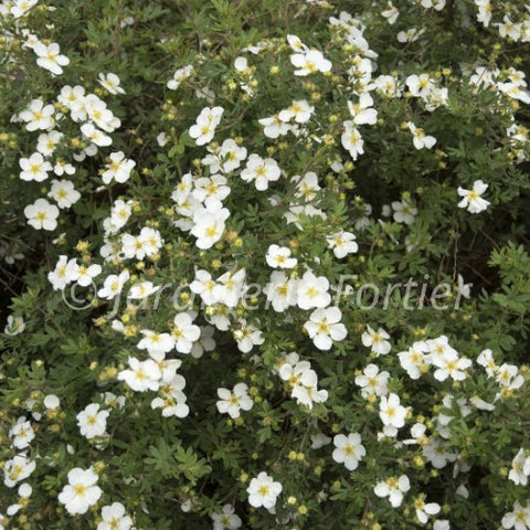 Potentille "Abbotswood"