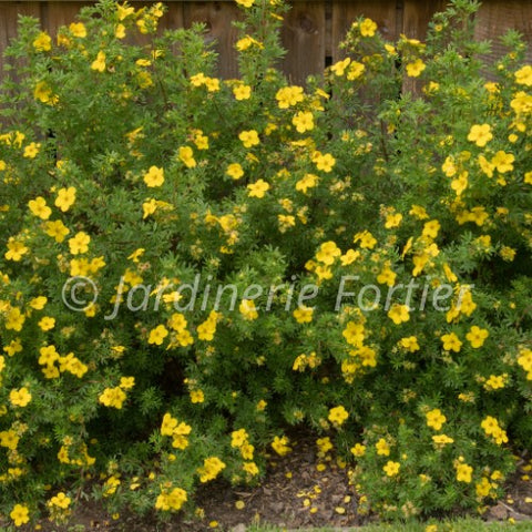 Potentille "Happy Face Yellow"