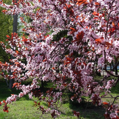 Prunus "Cistena"
