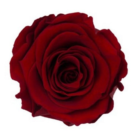 Rose éternelle préservée rouge