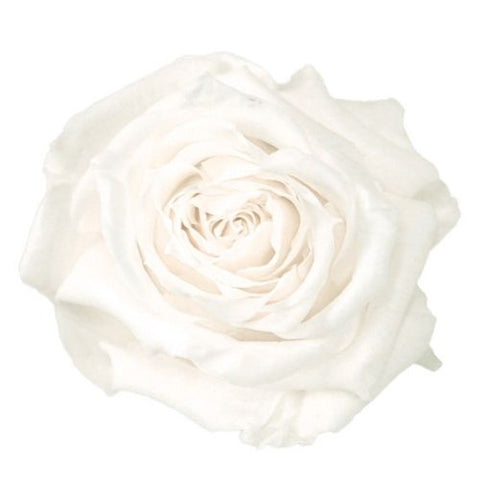 Rose éternelle préservée blanche