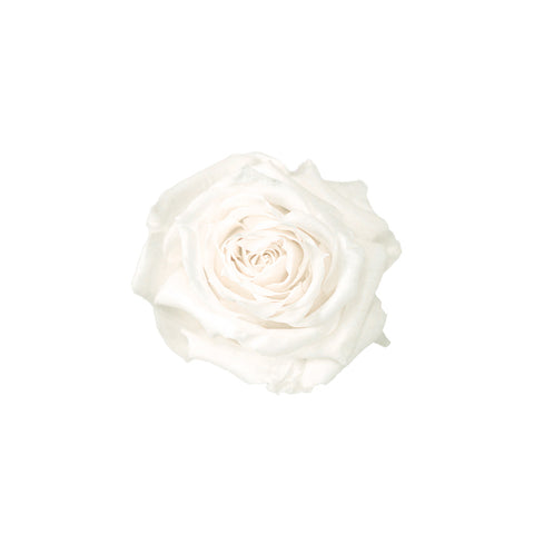 Rose éternelle blanche