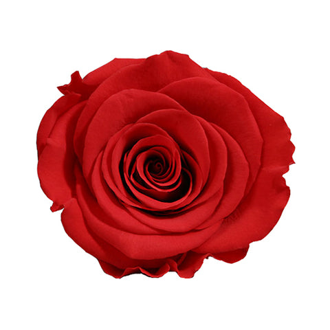 Rose éternelle rouge clair