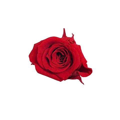 Petite rose éternelle rouge