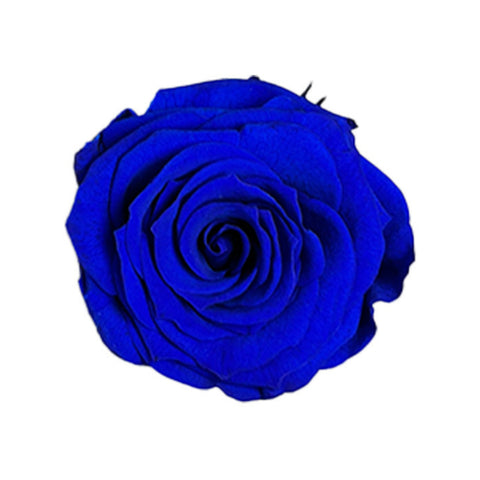 Rose éternelle préservée bleu