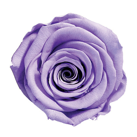 Rose éternelle préservée violet