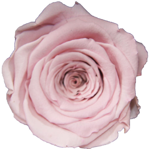 Rose éternelle rose pâle et blanche