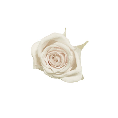 Rose éternelle blanc cassé