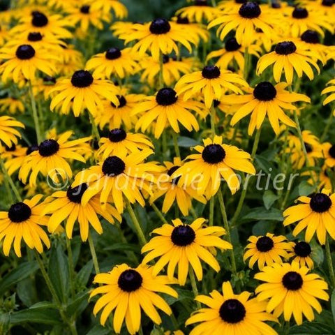 Rudbeckia "Treasure Trove"