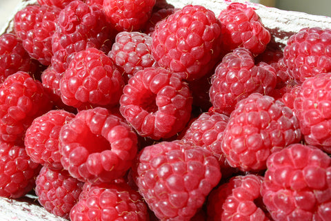 Plant de "Framboisier Crimson Giant"