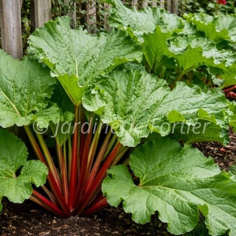 Rhubarbe "Victoria"