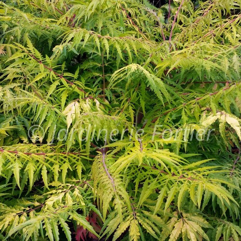 Rhus "Tiger eyes"