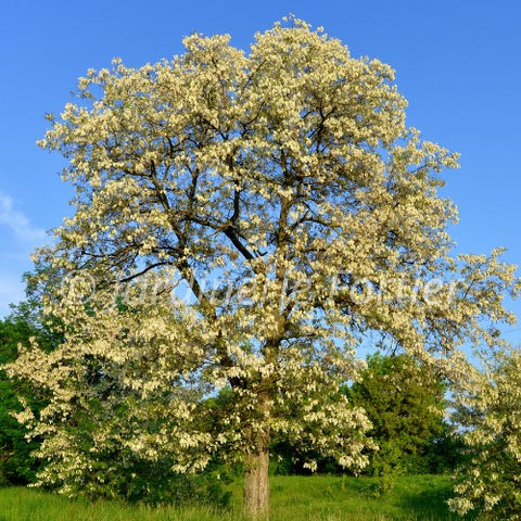 Robinier "Pseudoacacia"