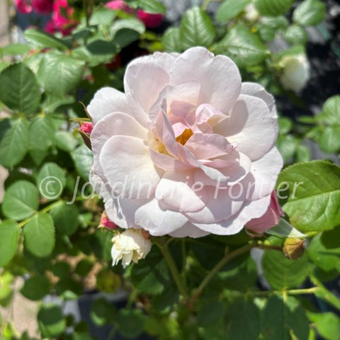 Rosier "Flavorette Pear'd"