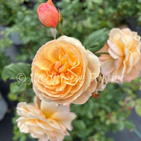 Rosier "Flavorette Honey apricot"