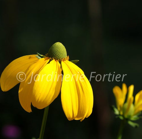 Rudbeckie nitida "Herbstsonne"