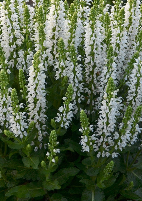Salvia "Bumblesnow"