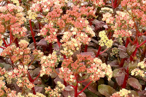 Sédum "Peach Pearls"