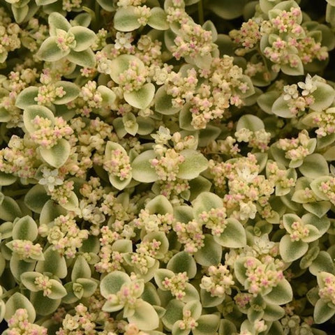 Sédum "Pellucida Little Shimmer"