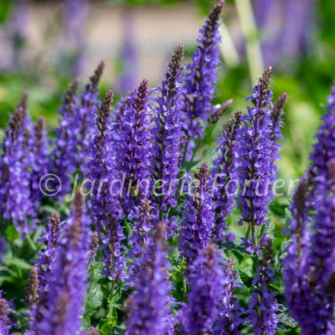 Salvia "Blue Marvel"