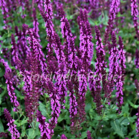 Salvia "Bumbleberry"