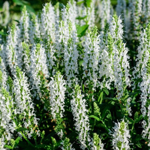 Salvia "Bumblesnow"