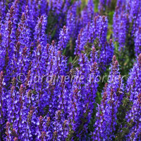 Salvia "Nemorosa Blue Bouquetta"