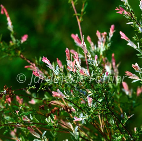 Saule "Flamingo" sur tige