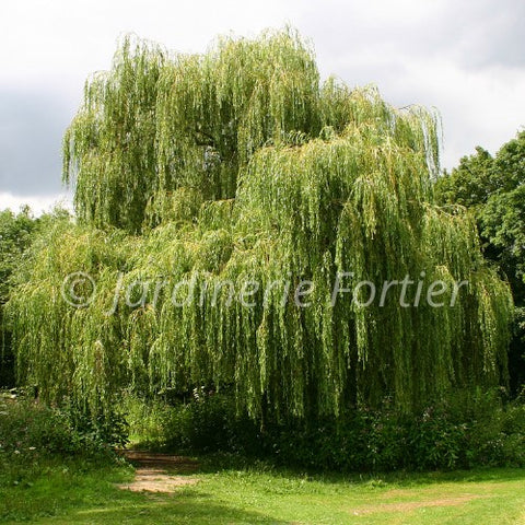 Saule "Prairie cascade"