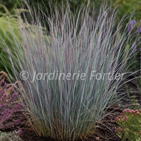 Schizachyrium "Prairie Blues"