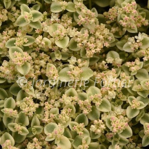 Sédum "Pellucida Little Shimmer"