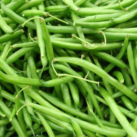 Semence "Haricot nain black Valentine" - Bio - Écoumène