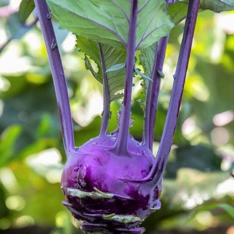 Semence "Chou rave violet" - Bio - Écoumène
