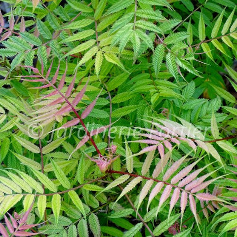 Sorbaria "Cherry on top"